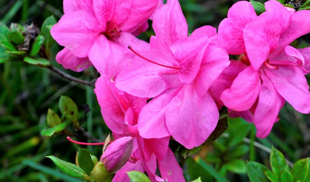 Peaceful pink flowers