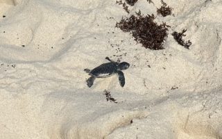 Baby Sea Turtle Headed to the Ocean