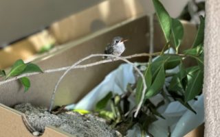 Baby Hummingbird fallen from a tree