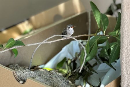 Baby Hummingbird fallen from a tree